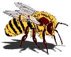 bee